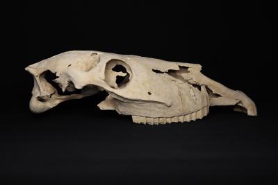 El IVCR+i restaura nueve cráneos de équidos hallados en la villa romana de Casas de Campo en Villena